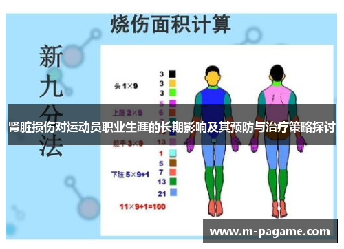 肾脏损伤对运动员职业生涯的长期影响及其预防与治疗策略探讨